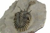 Spiny Trident Walliserops Trilobite - Top Quality Specimen #350528-4